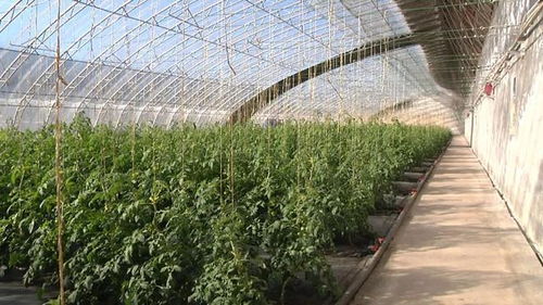 密云区推广新型无土栽培技术 促进农业增效农民增收