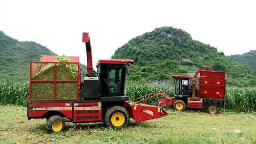 天等 青饲玉米种植助推养牛产业发展